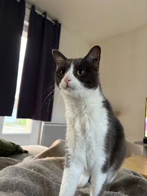 chatte lost    Toulouse Tsunade