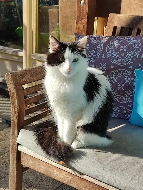 chatte lost    Toulouse Utopia