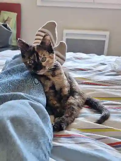 Chatte Perdue 31 Haute-Garonne Toulouse - Vadrouille Chatte Perdue 31 Haute-Garonne Toulouse - Vadrouille