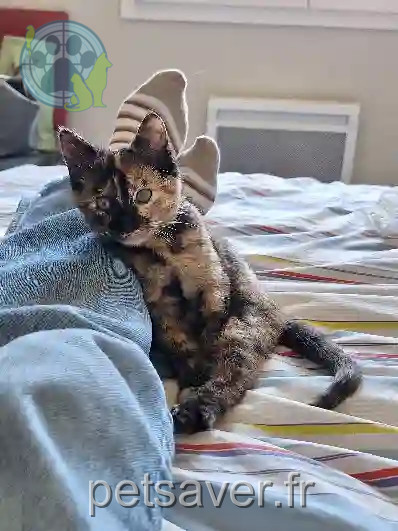 Chatte Perdue 31 Haute-Garonne Toulouse - Vadrouille Chatte Perdue 31 Haute-Garonne Toulouse - Vadrouille