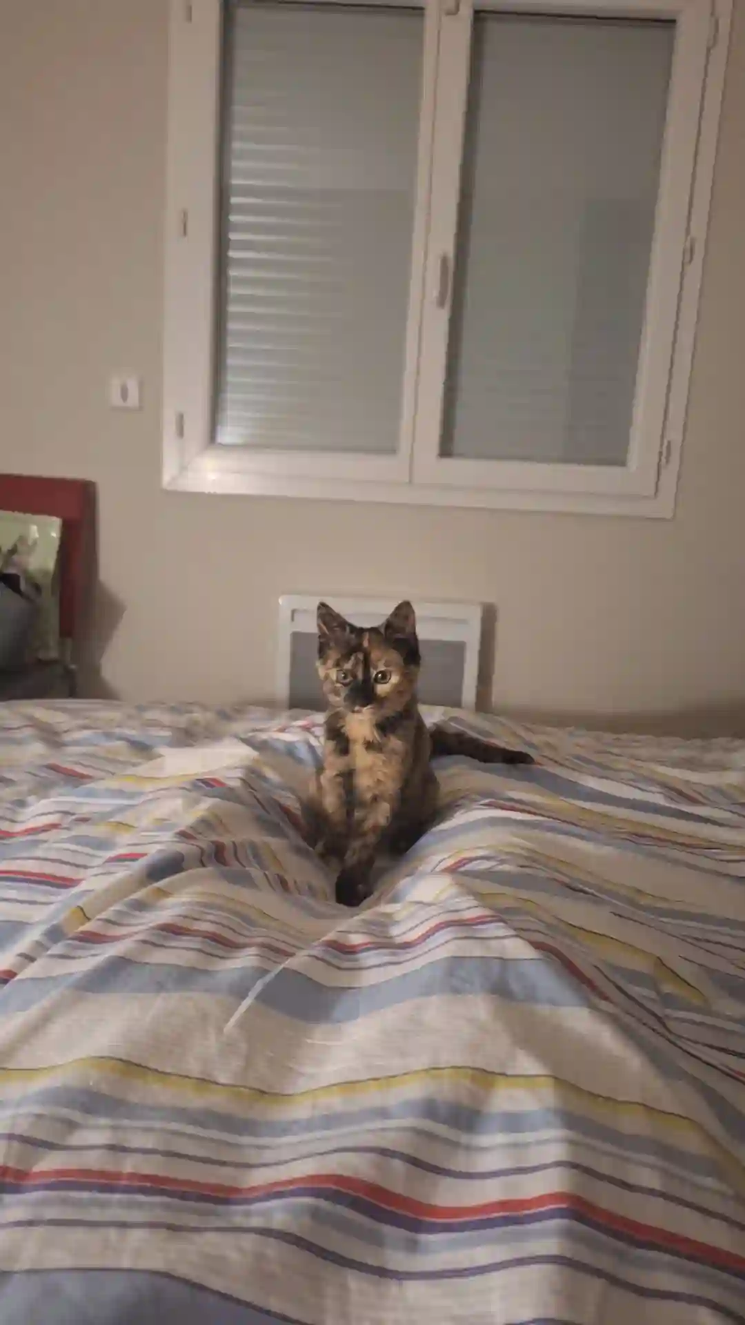 Chatte Perdue 31 Haute-Garonne Toulouse - Vadrouille Chatte Perdue 31 Haute-Garonne Toulouse - Vadrouille