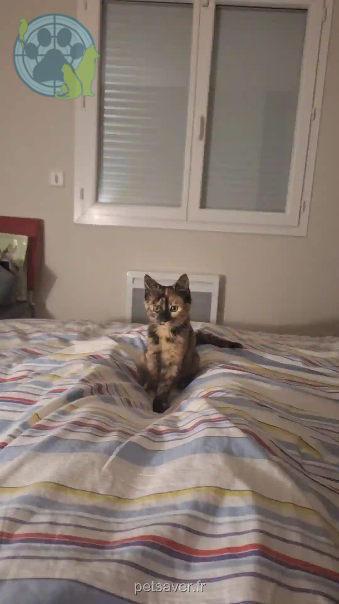 Chatte Perdue 31 Haute-Garonne Toulouse - Vadrouille Chatte Perdue 31 Haute-Garonne Toulouse - Vadrouille
