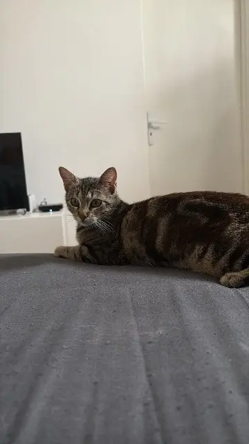 chatte lost    Toulouse Vanille