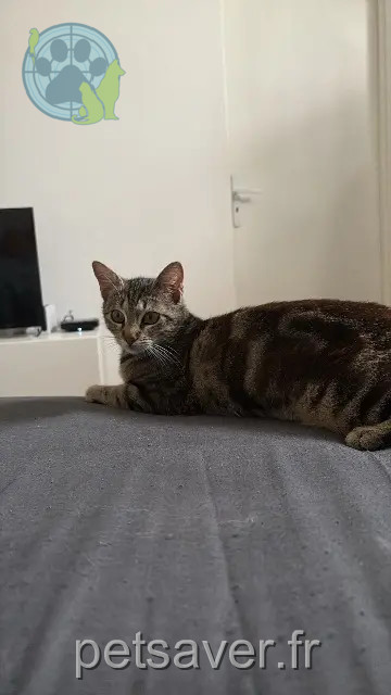 chatte perdue Toulouse Vanille chatte lost Toulouse Vanille