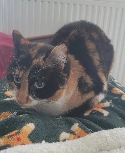 chatte lost    Toulouse Vanina