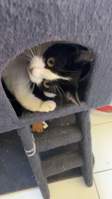 chatte lost    Toulouse Vanya