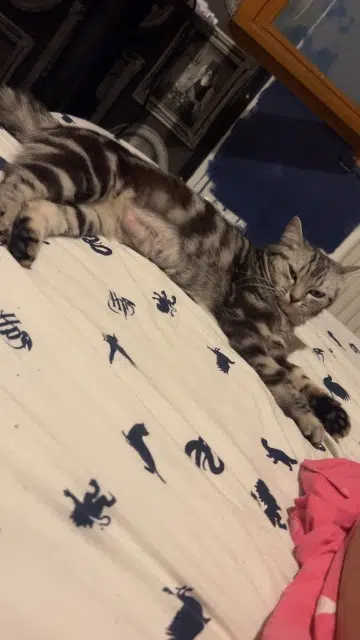 chatte lost    Toulouse Vega