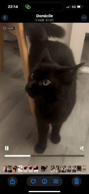 chatte lost    Toulouse Vegeta