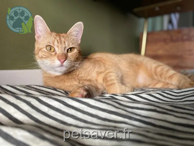 Katze vermisst Toulouse Vicks Katze lost Toulouse Vicks