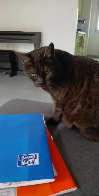 chatte lost    Toulouse Victoria