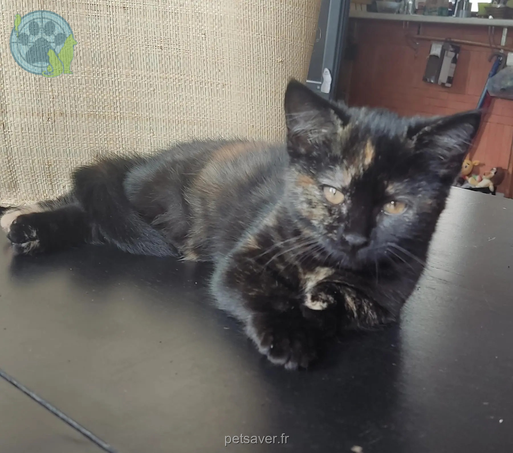 Chatte Perdue 31 Haute-Garonne Toulouse Chatte Perdue 31 Haute-Garonne Toulouse