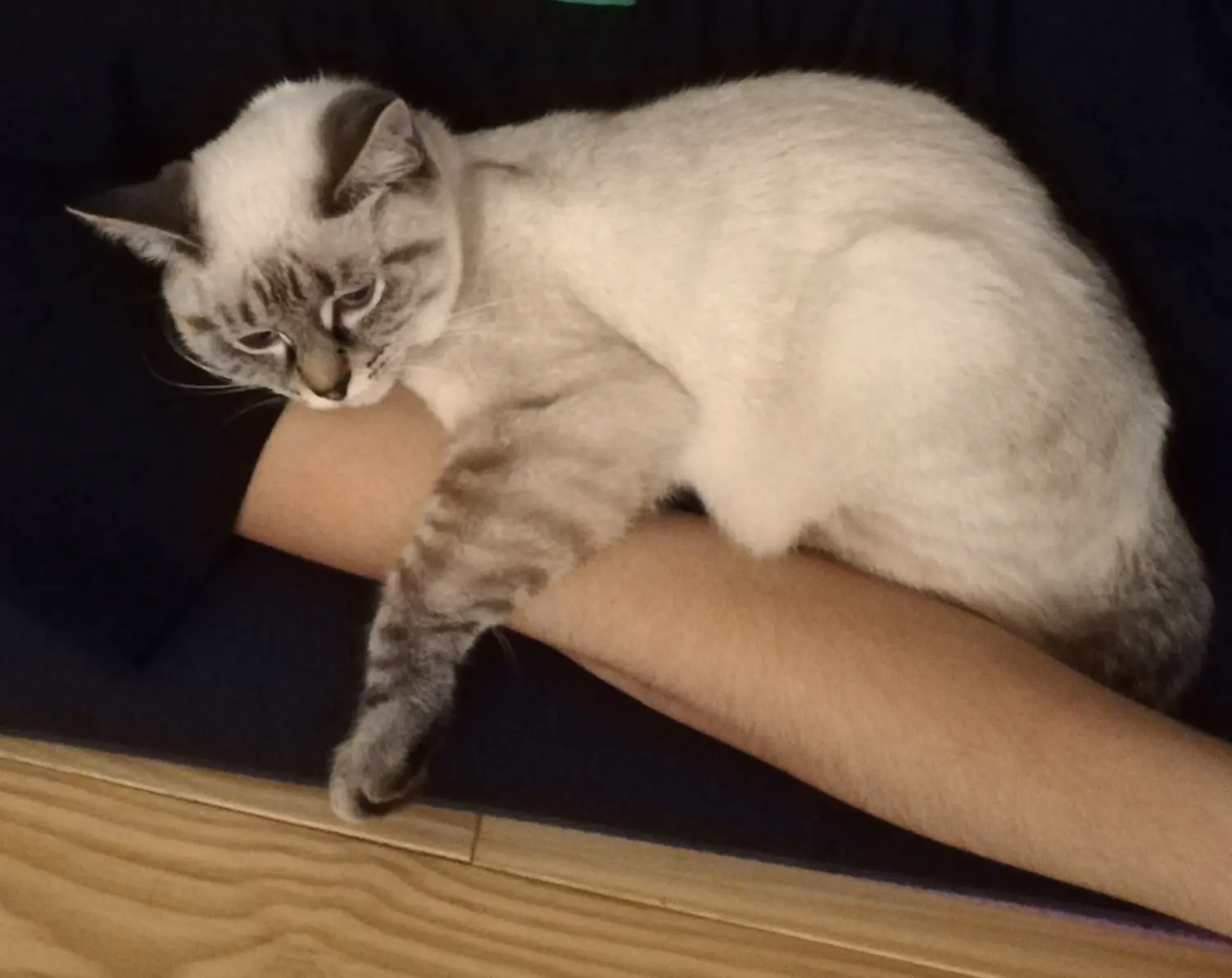 Chatte Perdue 31 Haute-Garonne Toulouse - Vénus Chatte Perdue 31 Haute-Garonne Toulouse - Vénus