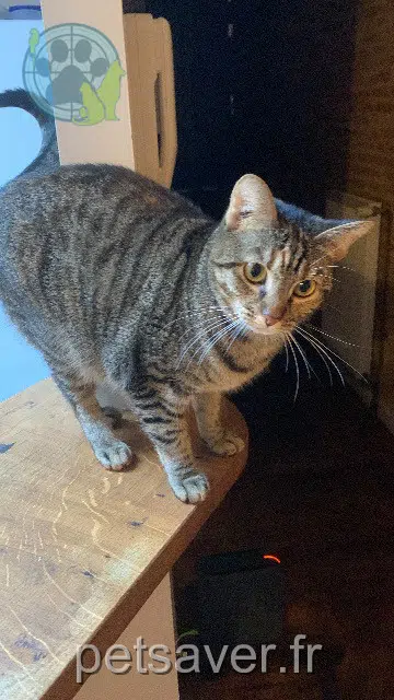 chatte lost    Toulouse Yana