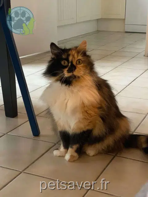 gata perdida Toulouse Yokaï gata lost Toulouse Yokaï