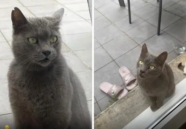 chatte lost    Toulouse Zaza