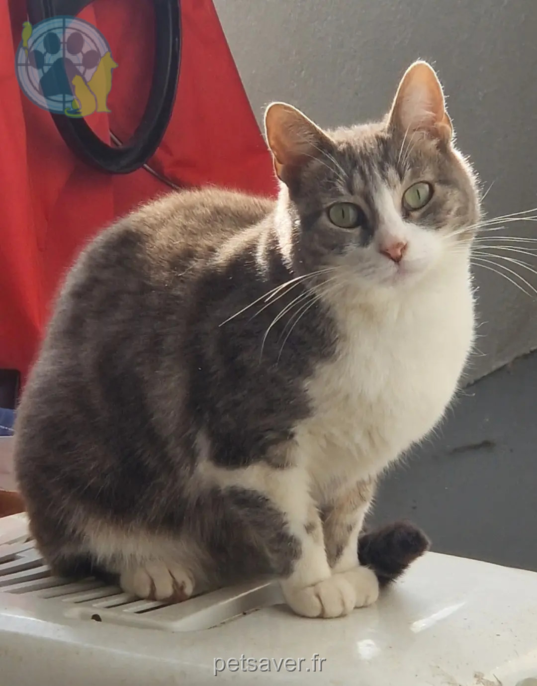 Chatte Perdue 31 Haute-Garonne Toulouse - Églantine Chatte Perdue 31 Haute-Garonne Toulouse - Églantine