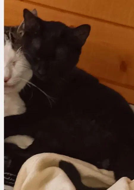 chatte lost   31330 Merville Turbo