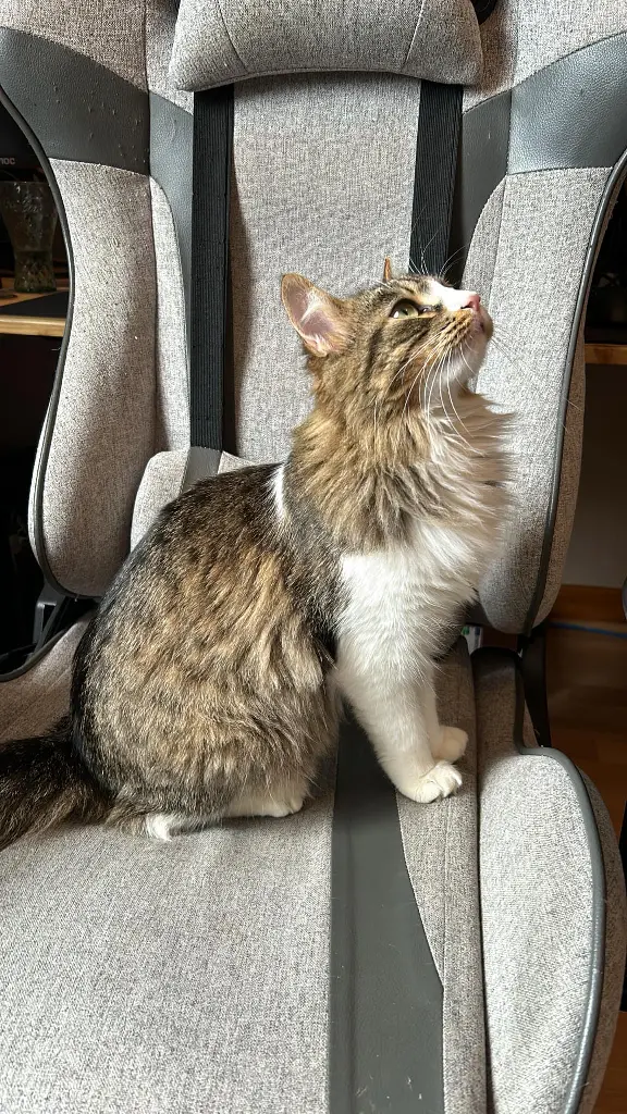 Chatte Perdue 31 Haute-Garonne - Uta Chatte Perdue 31 Haute-Garonne - Uta