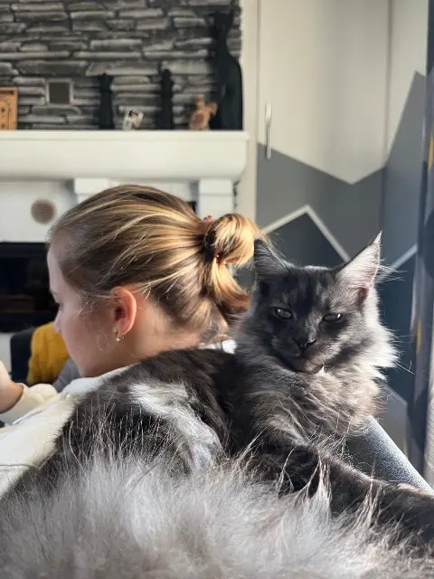 chatte lost   31290 Avignonet-Lauragais Vaiana