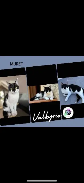 chatte lost   31600 Muret Valkyrie
