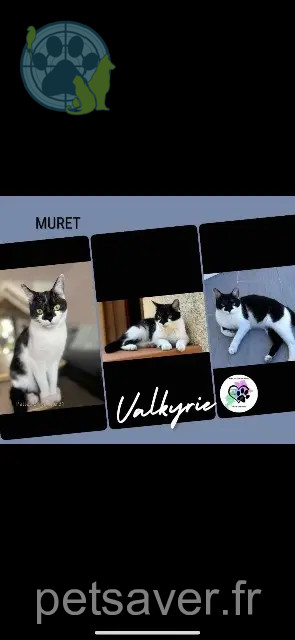 gata perdida 31600 Muret Valkyrie gata lost 31600 Muret Valkyrie