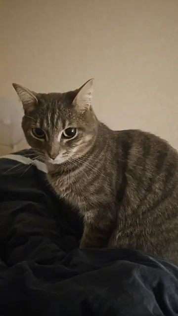 chatte lost   31520 Ramonville-Saint-Agne Velkiz