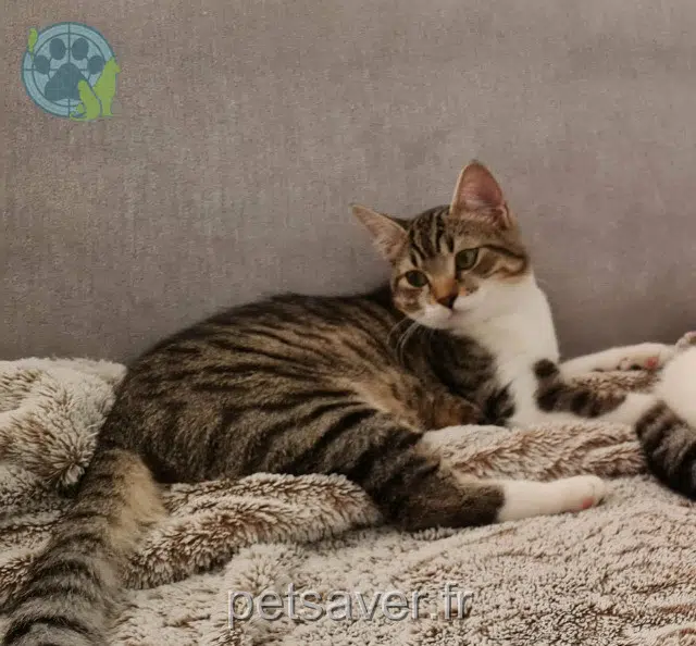 gata lost 31810 Vernet Gribouille