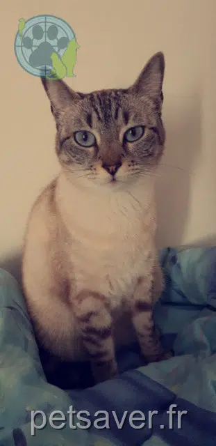 chatte lost 31810 Vernet Speaky