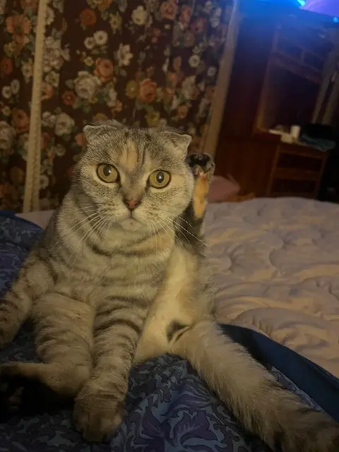 chatte lost   31130 Balma Whisky