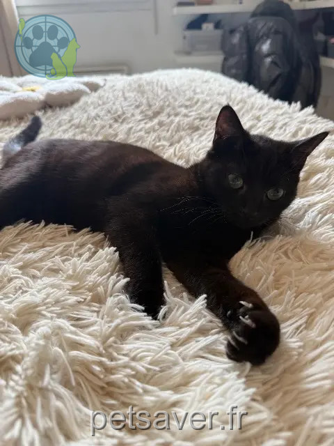chatte perdue 31670 Labège wiksy chatte lost 31670 Labège wiksy