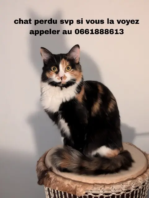 chatte lost   31120 Roques YKA