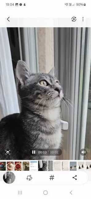 chatte lost   31150 Lespinasse Yoko