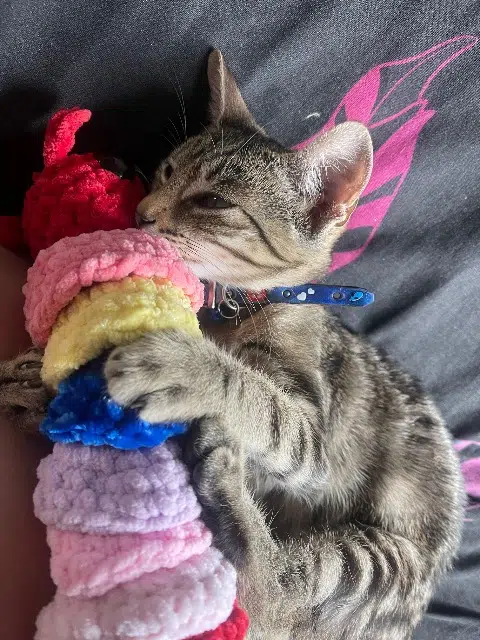 chatte lost   31410 Longages Yumi