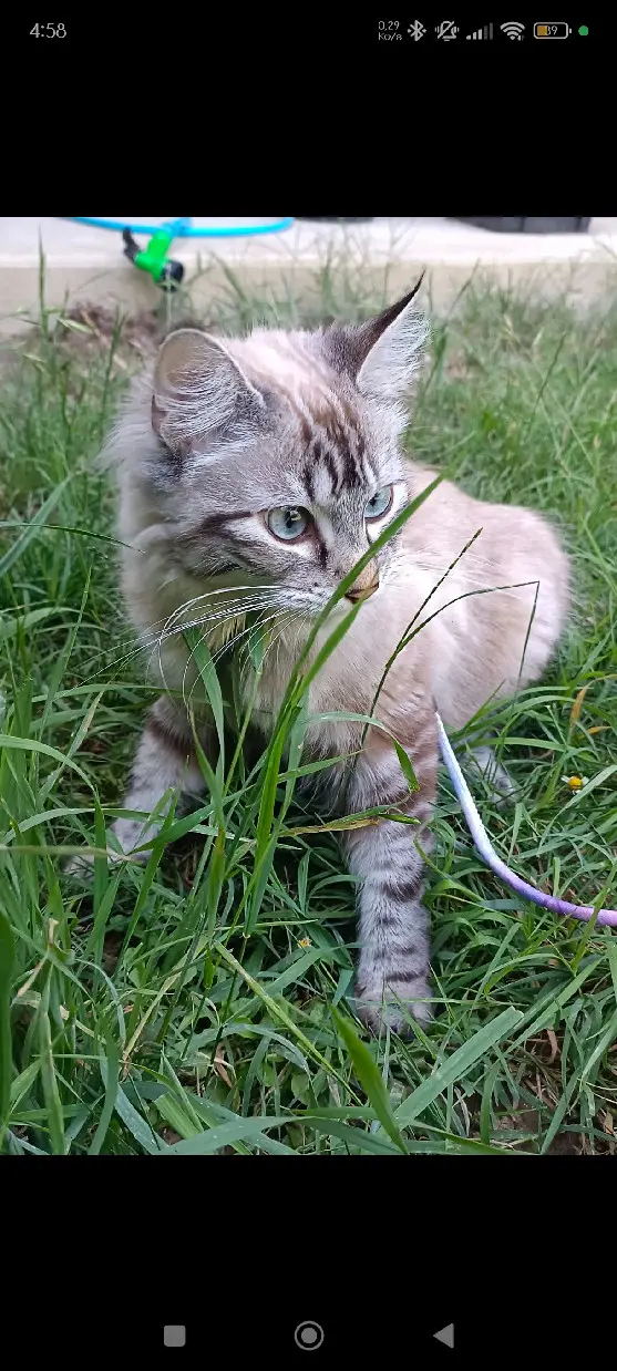 Chatte Perdue 31 Haute-Garonne - Yuna Chatte Perdue 31 Haute-Garonne - Yuna