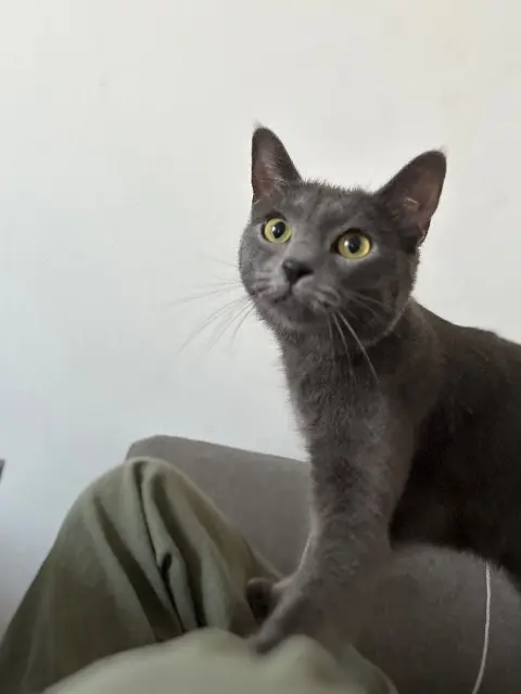 chatte lost   31770 Colomiers Yuzu