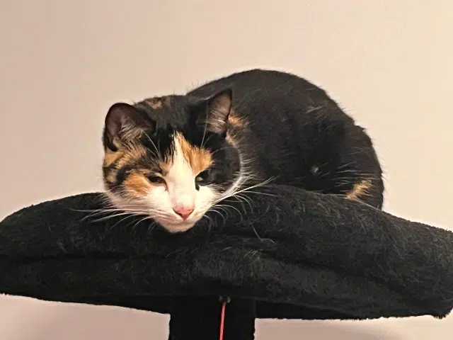 kat vermist 31410 Montaut Zebuline kat lost 31410 Montaut Zebuline