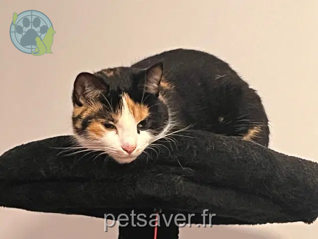 gata perdida 31410 Montaut Zebuline gata lost 31410 Montaut Zebuline