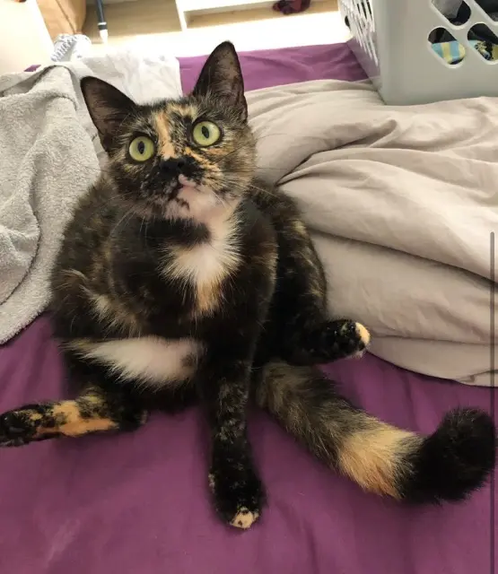 chatte lost   31700 Daux Zmei