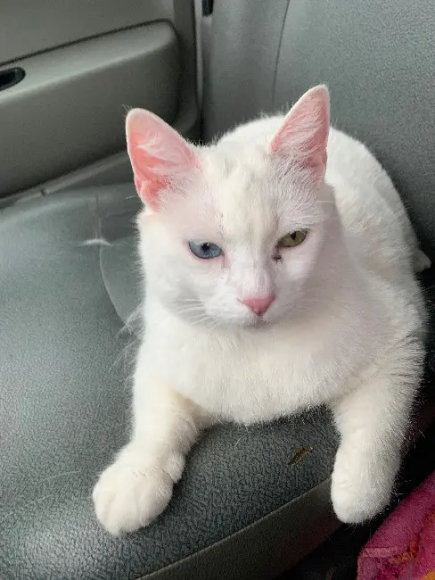 Chatte Perdue 31 Haute-Garonne Chatte Perdue 31 Haute-Garonne