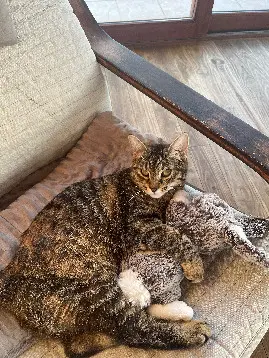 Chatte Perdue 31 Haute-Garonne Chatte Perdue 31 Haute-Garonne