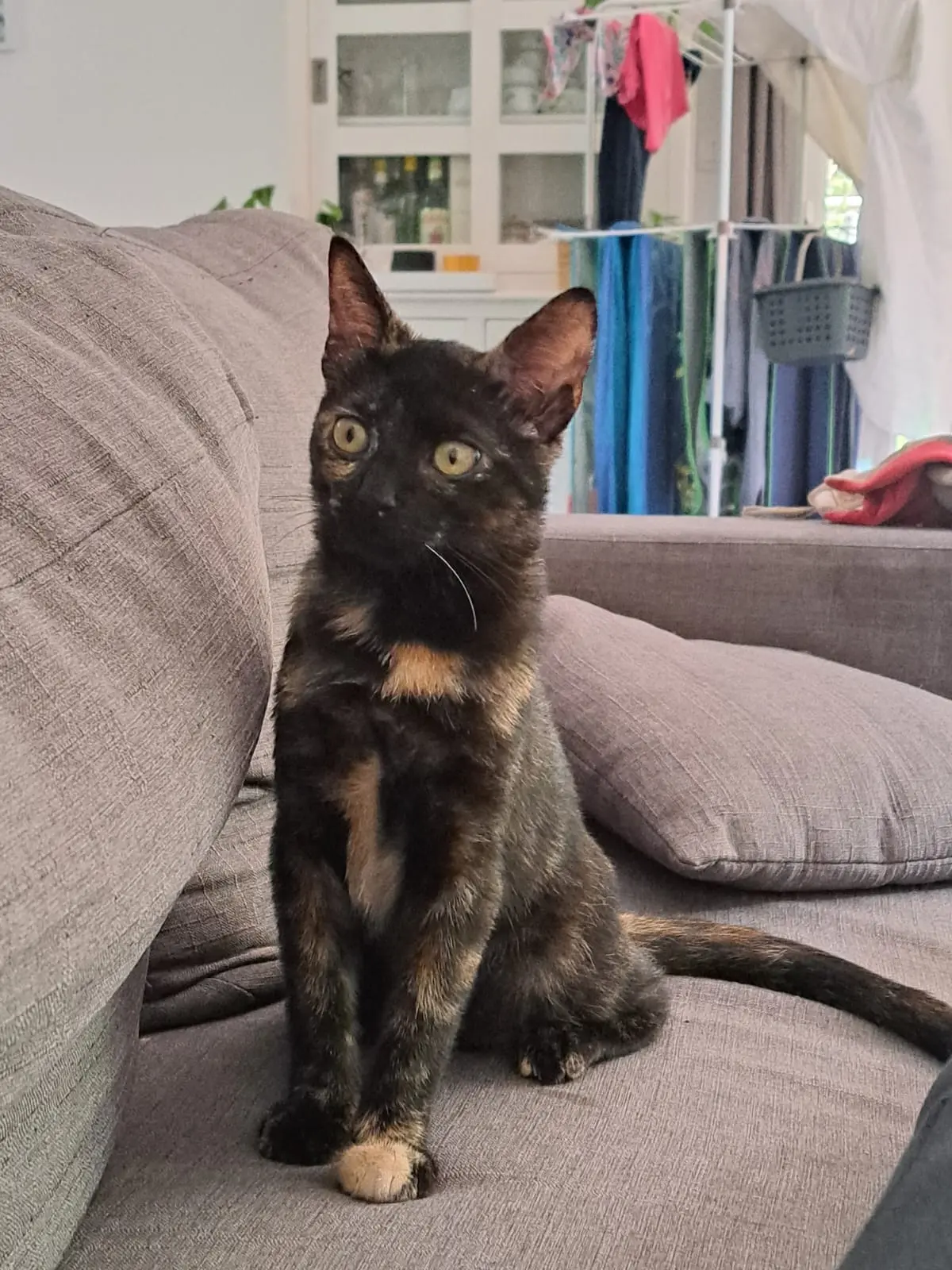 Chatte Perdue 31 Haute-Garonne Chatte Perdue 31 Haute-Garonne