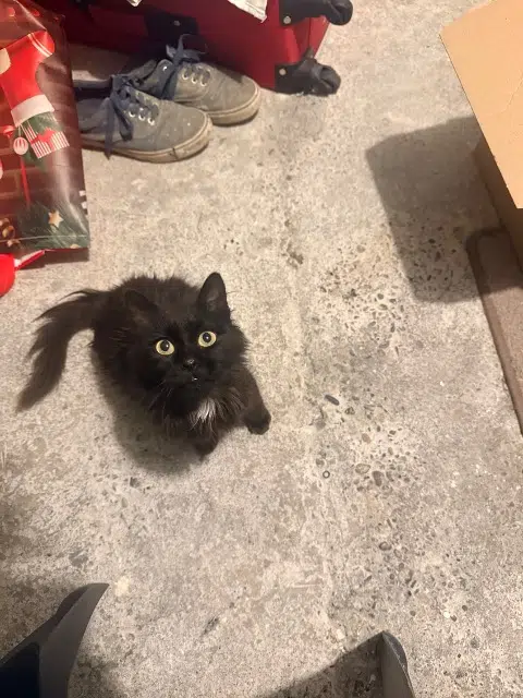 chatte lost   32500 Fleurance Abysse