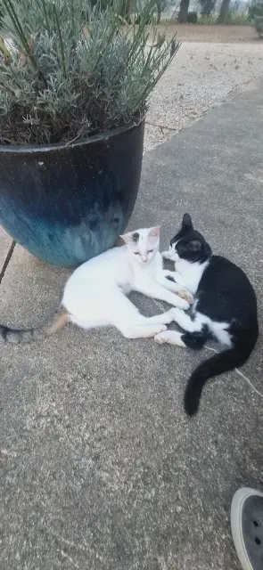 chatte lost   32300 Clermont-Pouyguillès Alba