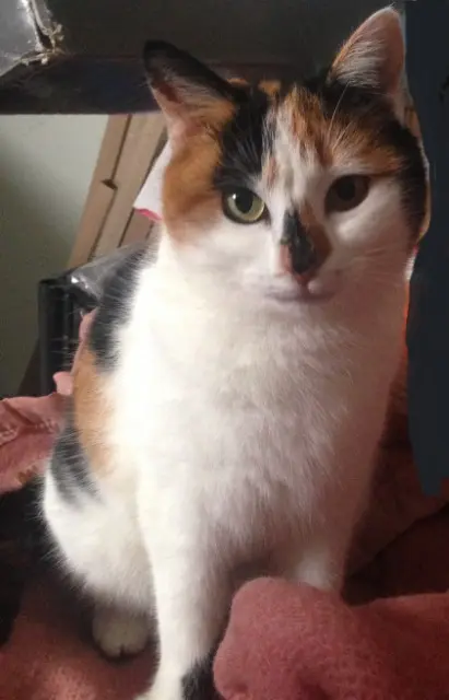 chatte lost   32350 Biran Aromate