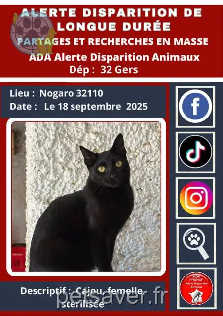 chatte lost   32110 Nogaro Cajou