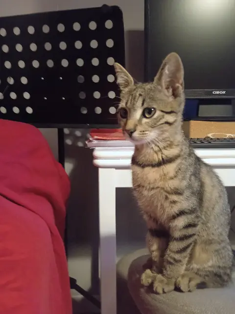 chatte lost   32550 Pavie Chaton