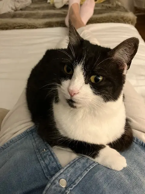 chatte lost   32160 Plaisance Goutie