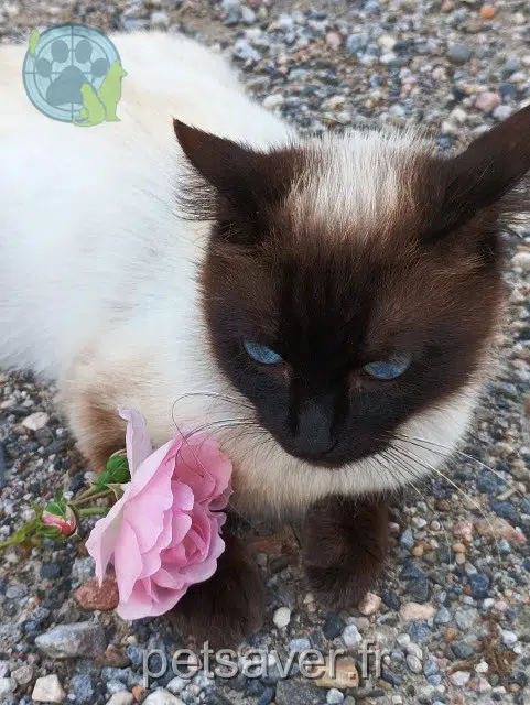 chatte lost   32300 Mirande Grisette