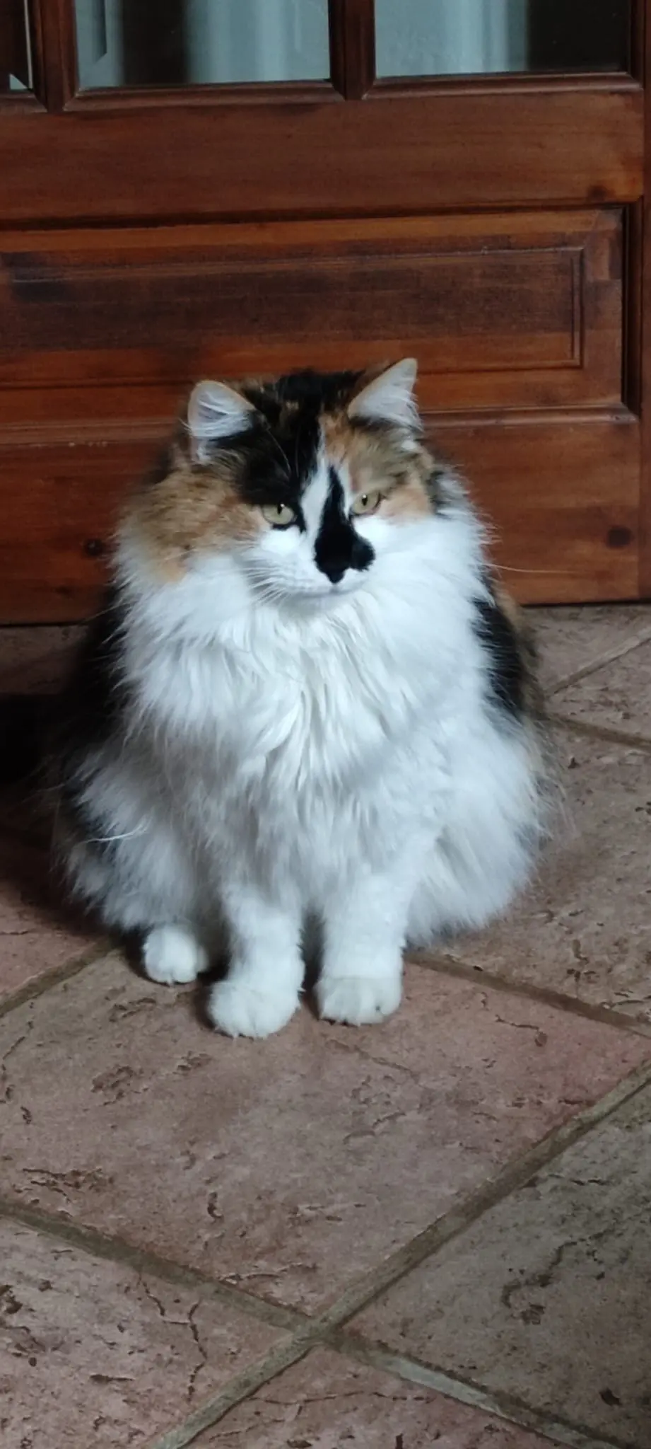 Chatte Perdue 32 Gers Chatte Perdue 32 Gers