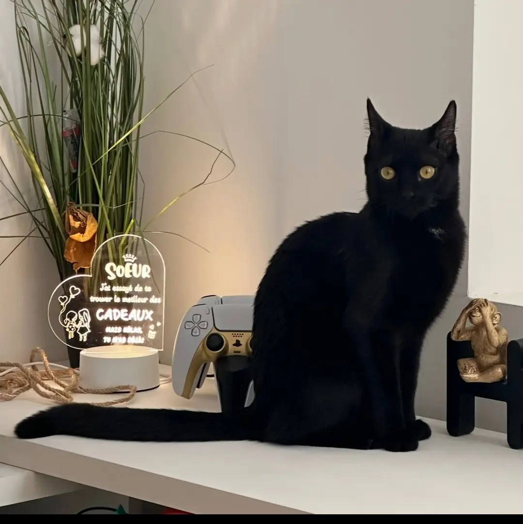 Chatte Perdue 32 Gers - Joy Chatte Perdue 32 Gers - Joy